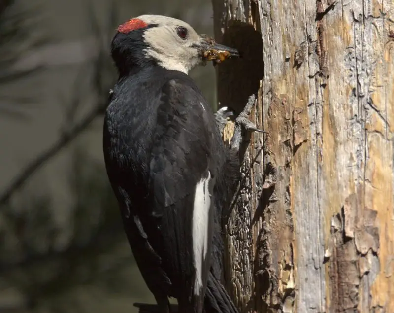 3-24 15 Most Unique and Special Bird Species Found Only in Idaho