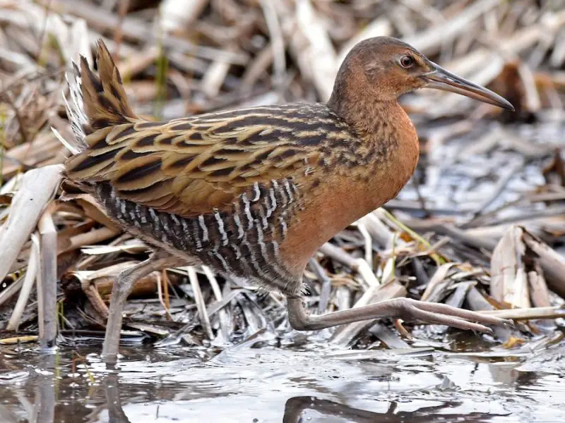 3-26 4. Purple Gallinule (Porphyrio martinicus)