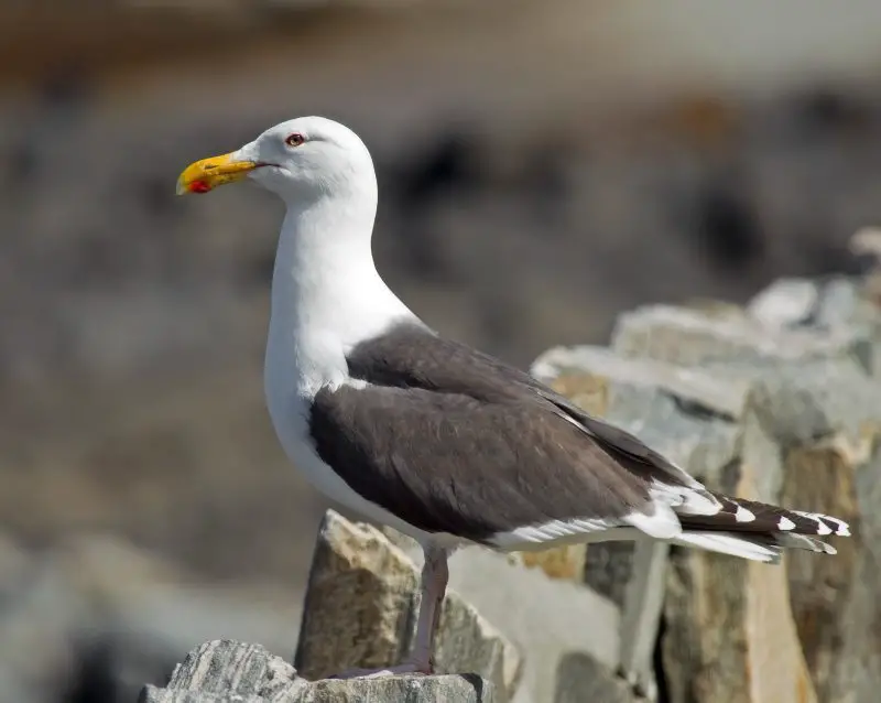 Birdwatching in Michigan: A Close Look at 31 Gull Species