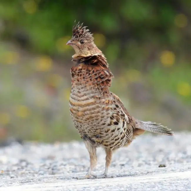 3-29 4 Quail and Pheasant Species of Michigan
