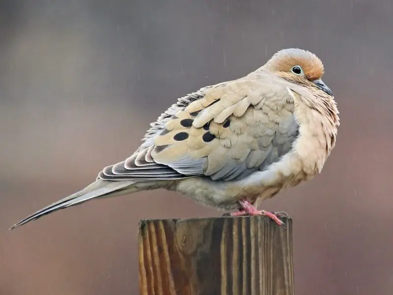 Meet California’s 13 Fascinating Pigeon Species