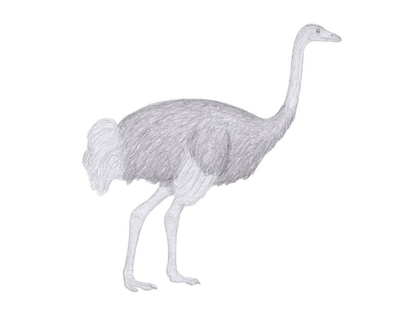 3-6 10 Ostrich Species: From Fossils to the Fastest Bird Alive