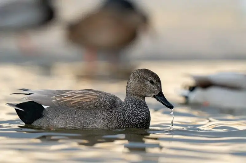 15 Common Species of Ducks in Arkansas