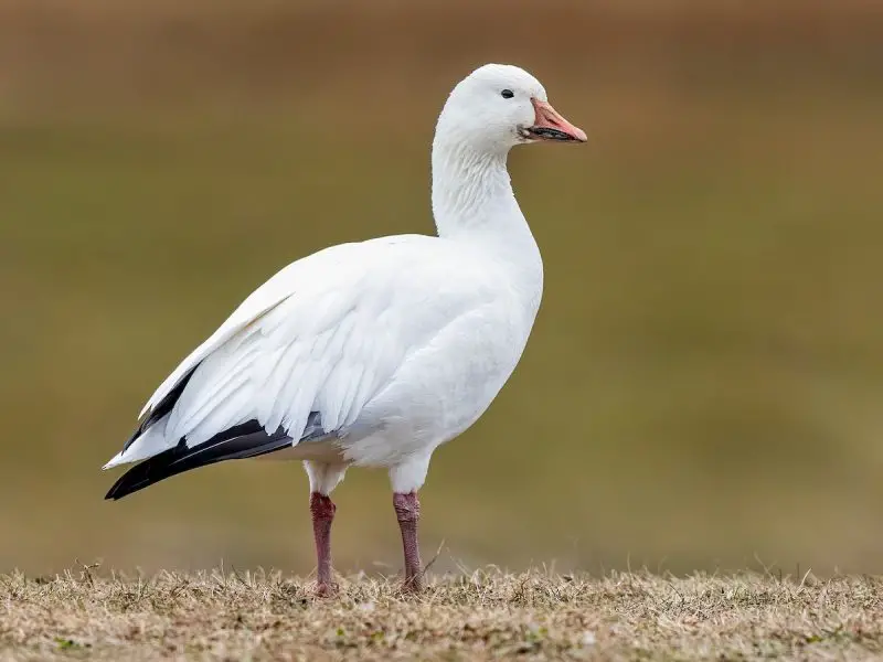 3-9 7 Wild Goose Species in Michigan