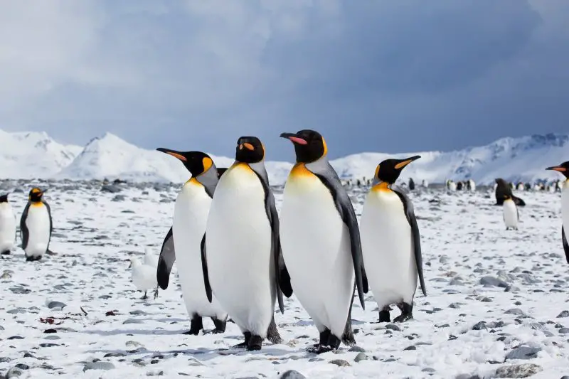 30627f237982b80399f5d2db0c8daeee-800x533-1 18 Species of Penguins in the World