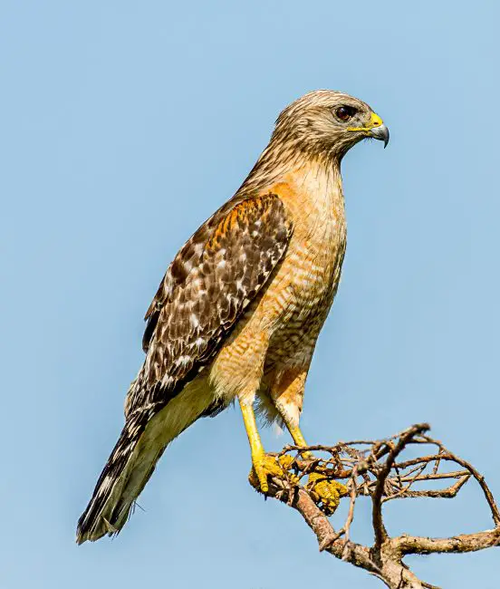 4-1 8 Species of Hawks in South Carolina