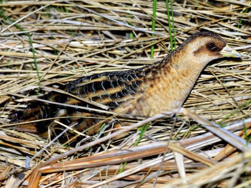 11 Types of Rails and Marsh Birds in Michigan