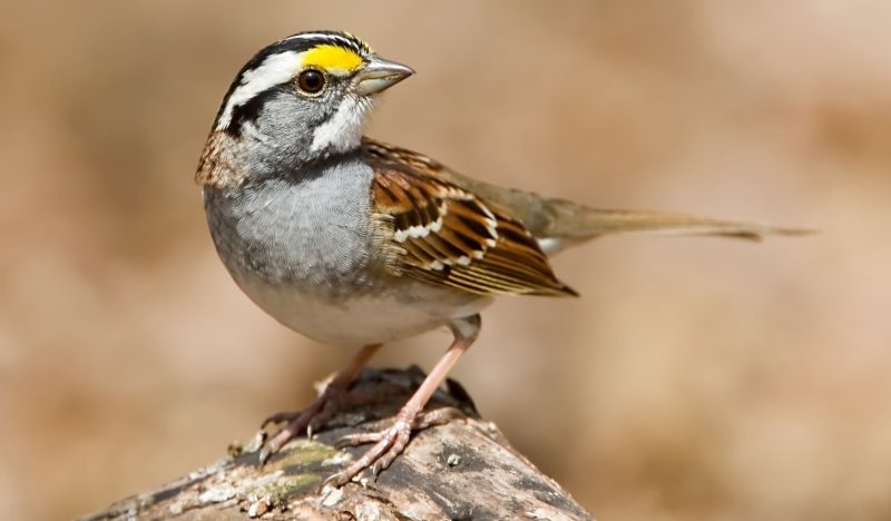 4-12 9 Beautiful Sparrows That Spend Winter in Ohio