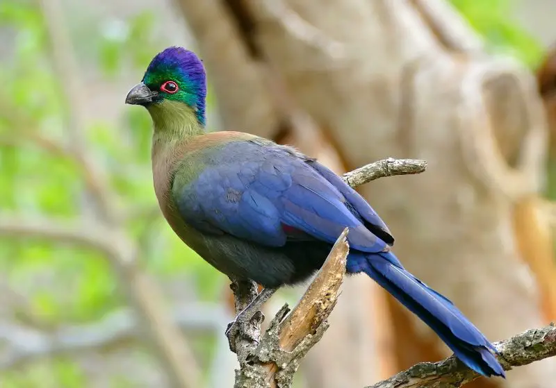 10 Stunning Birds with Purple Heads