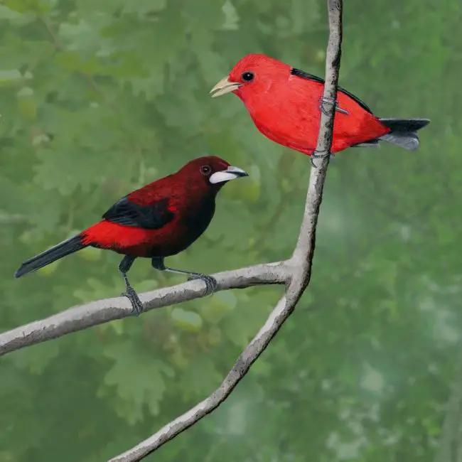 4-15 Top 12 Most Colorful Birds in Ohio