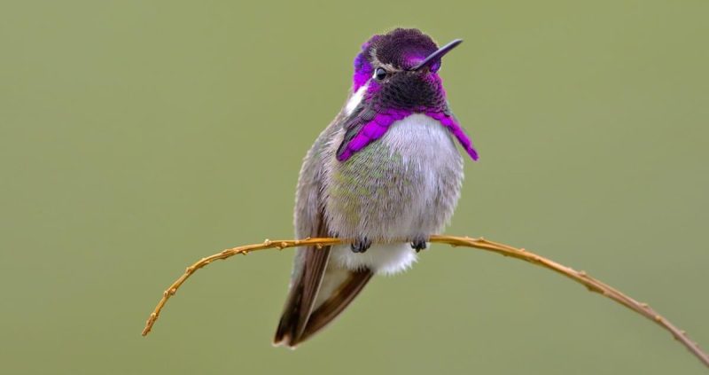 7 Types of Rare & Vagrant Hummingbirds in Michigan Waters