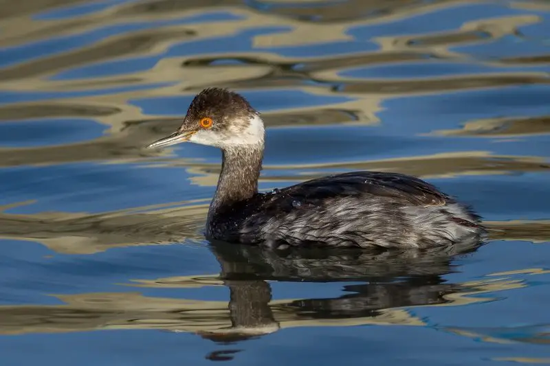 4-17 6 Types of Grebes Found in Michigan Waters