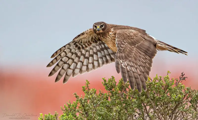 10 Species of Hawks in Washington State