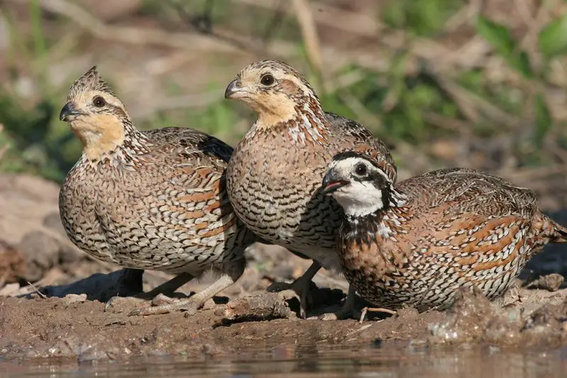 4-20 32 Species of American Quail