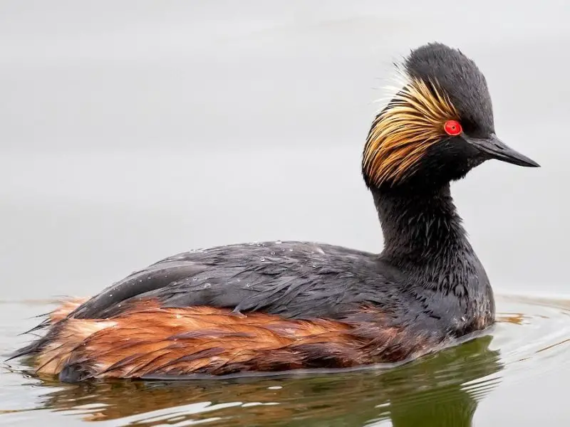 6 Species of Grebes in Michigan