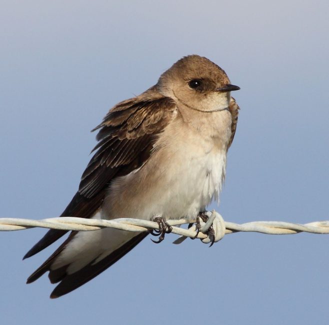 Meet 7 Stunning Swallows Found in Ohio