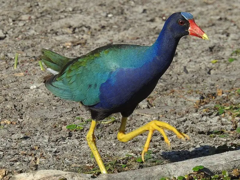 4-28 4. Purple Gallinule (Porphyrio martinicus)