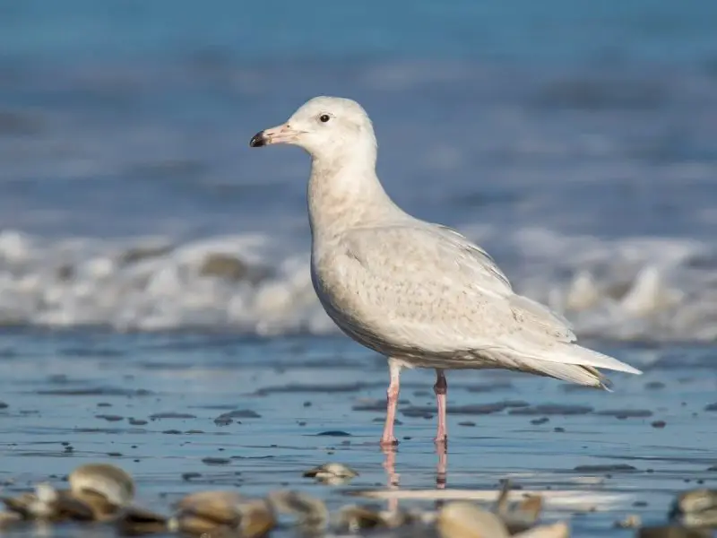 Birdwatching in Michigan: A Close Look at 31 Gull Species