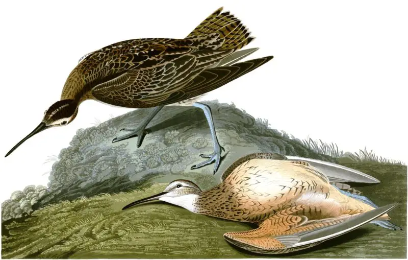 Why Did These 4 Alabama Birds Go Extinct?