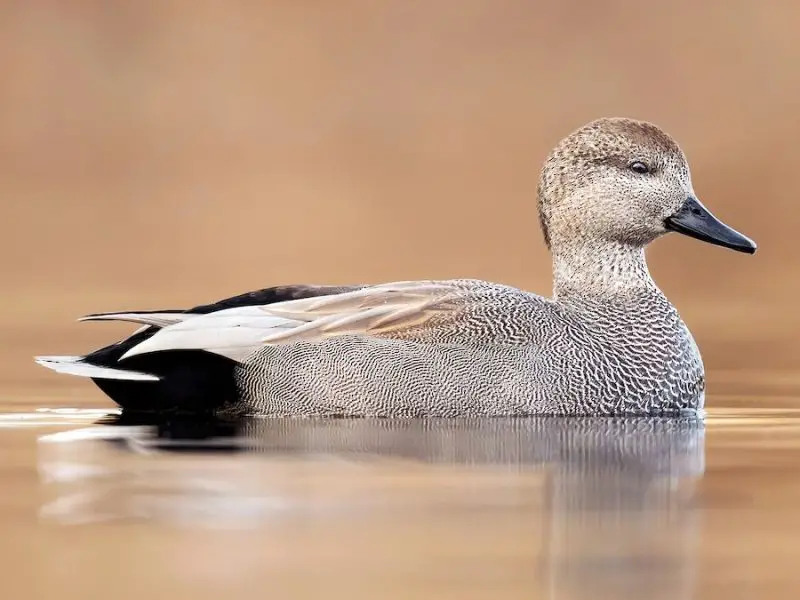4-33 12 Duck Breeds in California