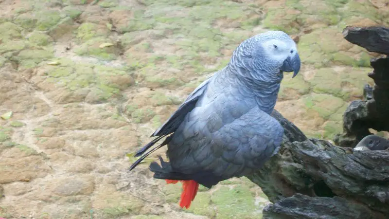 15 of the Longest Living Birds on Earth