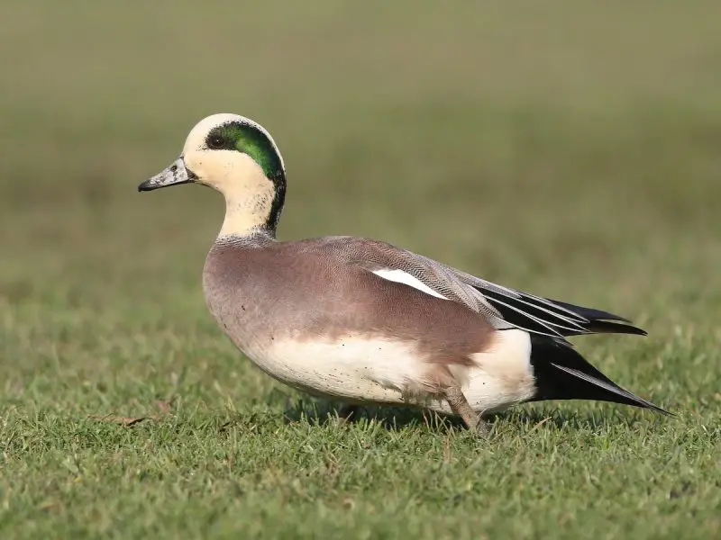 15 Common Species of Ducks in Arkansas