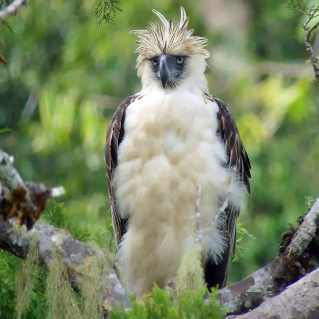 15 of the Most Dangerous Birds in the World!