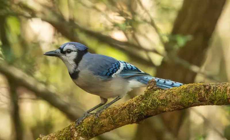 25 Remarkable Migratory Birds You Need to See