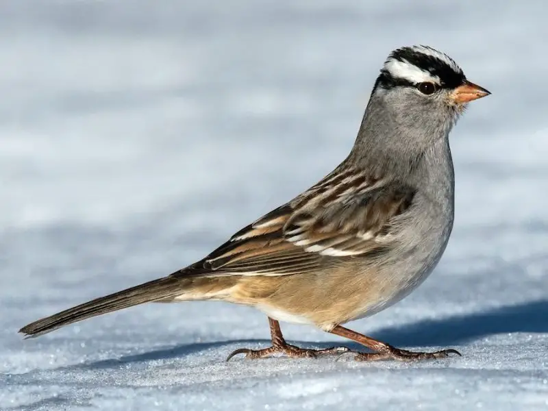 5-10 9 Beautiful Sparrows That Spend Winter in Ohio