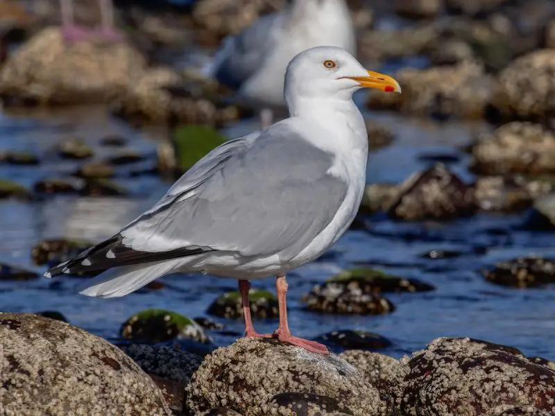 23 Gull Species in Texas