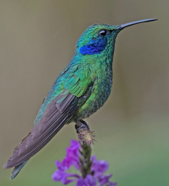 7 Types of Rare & Vagrant Hummingbirds in Michigan Waters