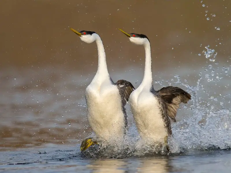 5-15 6 Types of Grebes Found in Michigan Waters