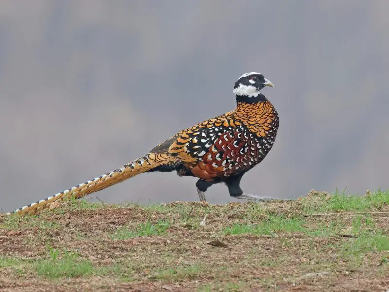 7 Most Stunning Pheasant Species in the World