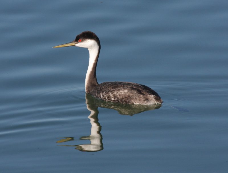 6 Species of Grebes in Michigan