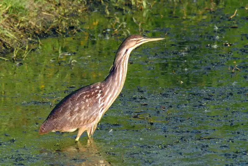 15 Awesome Birds That Live in Swamps