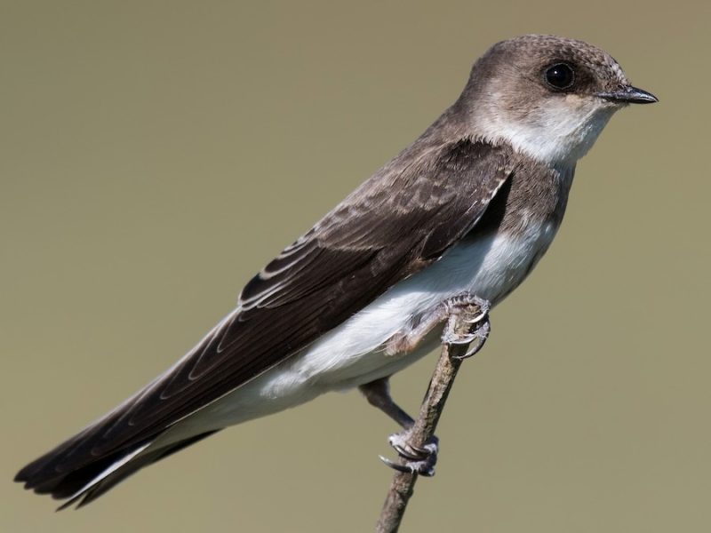 Meet 7 Stunning Swallows Found in Ohio