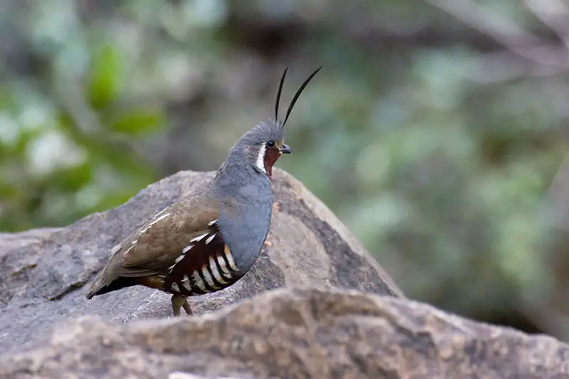5-22 15 Most Unique and Special Bird Species Found Only in Idaho