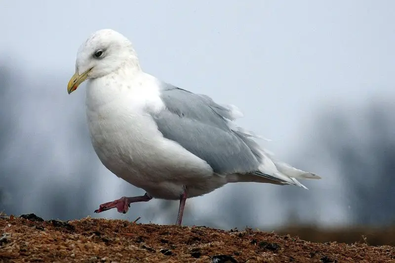 Birdwatching in Michigan: A Close Look at 31 Gull Species