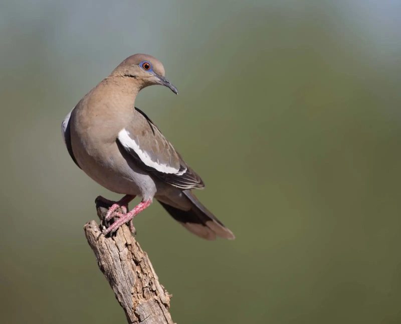 Meet California’s 13 Fascinating Pigeon Species