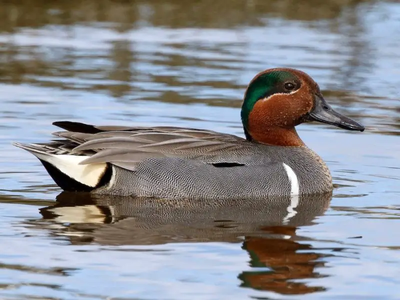 5-27 12 Duck Breeds in California