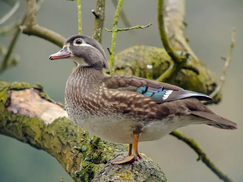 15 Common Species of Ducks in Arkansas