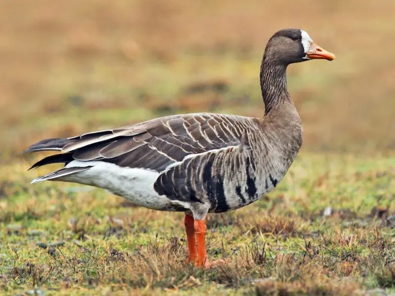 5-7 7 Wild Goose Species in Michigan