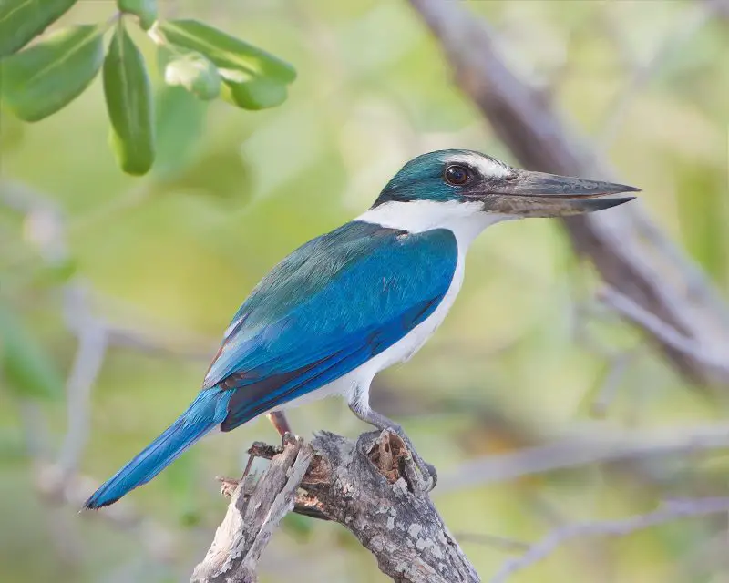 5 Accidental Kingfishers Worth Watching