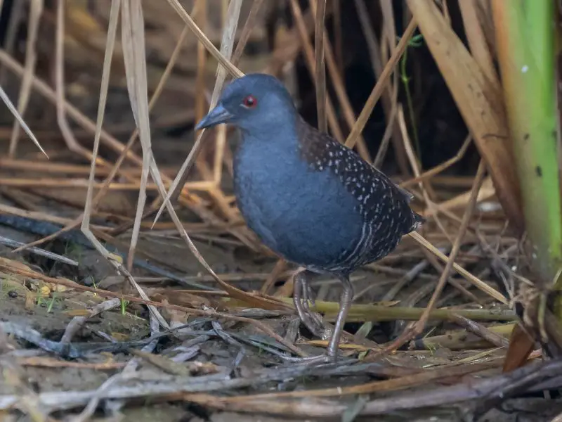 11 Types of Rails and Marsh Birds in Michigan