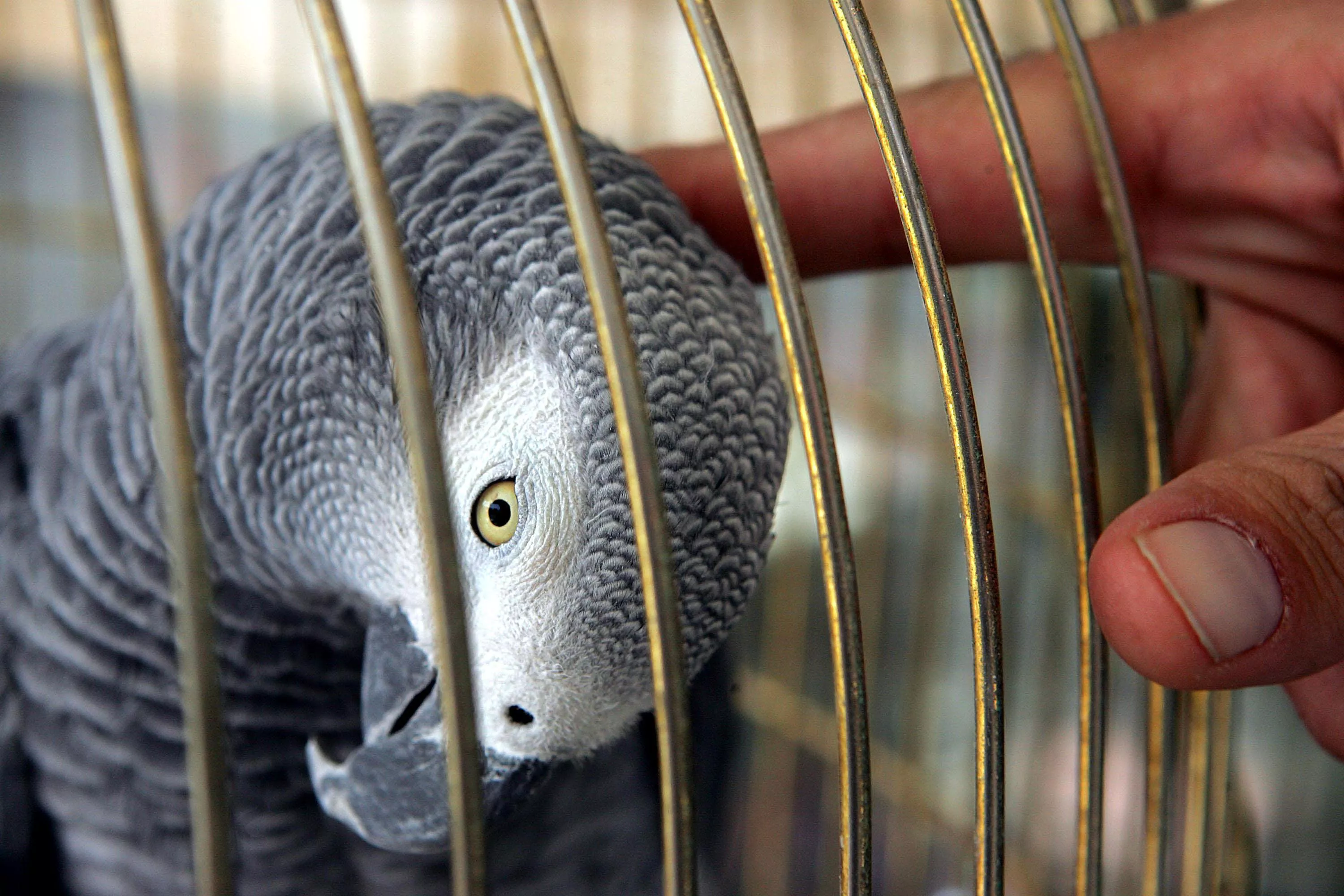 Flu Risk Sees Call For Ban On Bird Trade
