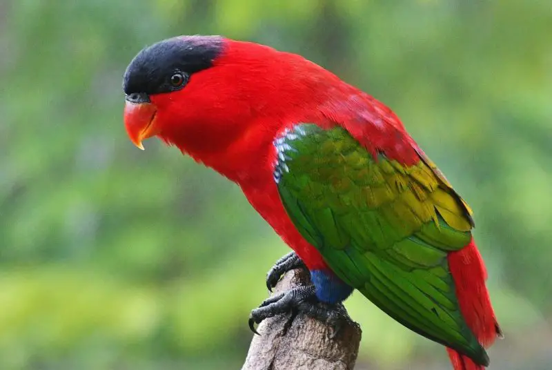 10 Stunning Birds with Purple Heads