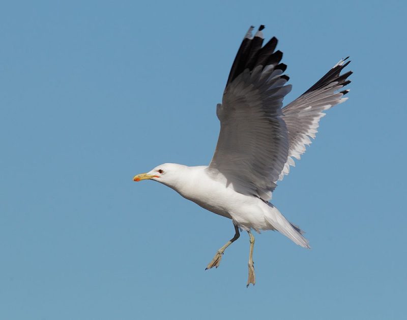 23 Gull Species in Texas