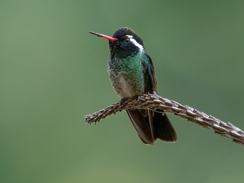 7 Types of Rare & Vagrant Hummingbirds in Michigan Waters