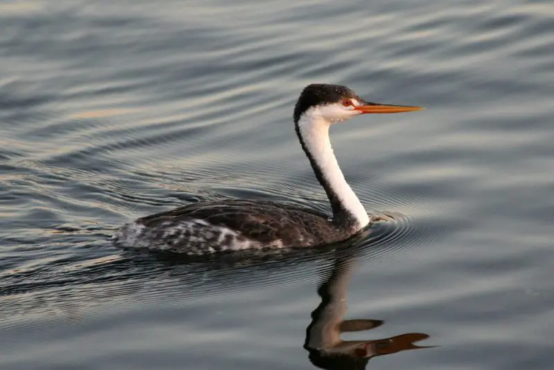 6-15 6 Types of Grebes Found in Michigan Waters