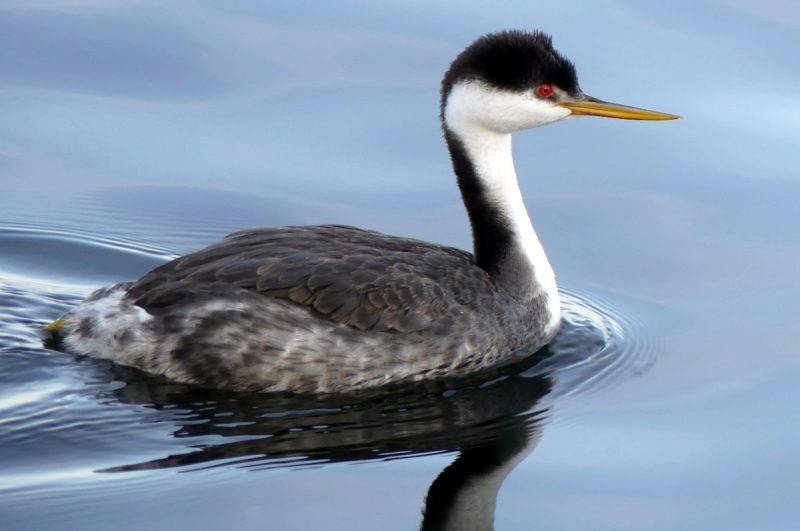 6 Species of Grebes in Michigan
